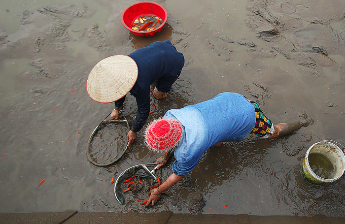 Làng cá chép đỏ hối hả thu hoạch trước Tết Công Táo